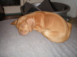 above: Imogen at 9.5 weeks