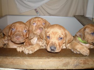 above: puppies at 5 weeks