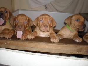 above: puppies at 5 weeks