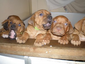 above: puppies at 5 weeks