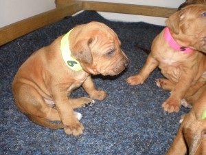 Puppies at 3 weeks and 3 days