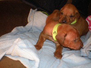 Puppies at 3 weeks and 3 days