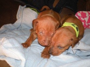 above: Puppies at 3 weeks and 3 days
