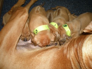 above: puppies at 4 weeks