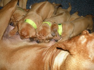 above: puppies at 4 weeks