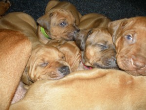 above: Puppies at 4 weeks