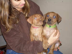 above: puppies @ 7 weeks