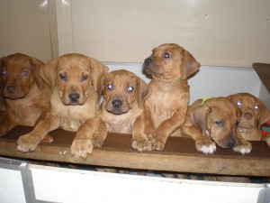 above: puppies @ 7 weeks