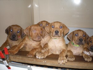 above: puppies @ 7 weeks