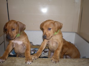above: Puppies at 9 weeks
