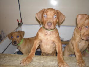 above: Puppies at 9 weeks