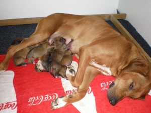 Above: Dam Hera, right after birth