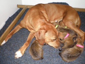 Above: Dam Hera with pups at 11 days