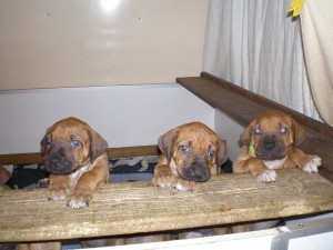 Above: Puppies at 4.5 weeks