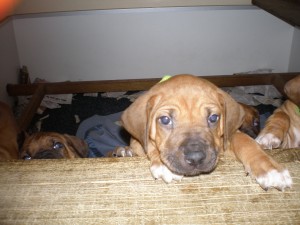 Above: Puppies at 4.5 weeks