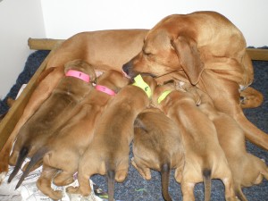 Above: puppies feeding at 4 weeks