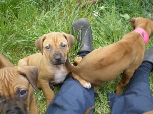 Above: Puppies at 6 weeks