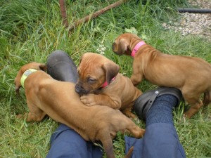 Above: Puppies at 6 weeks