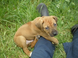 Above: Puppies at 6 weeks