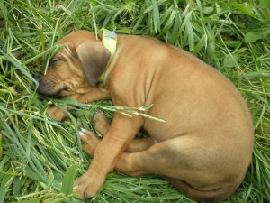 Above: Puppies at 6 weeks