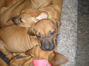 Above: Puppies at 7 weeks