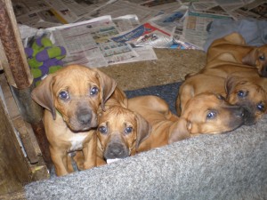 Above: Puppies at 7 weeks