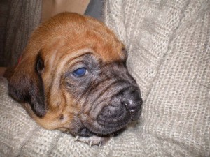 Above: Puppy at 3 weeks