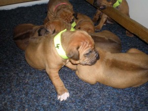 Above: Puppies at 3 weeks